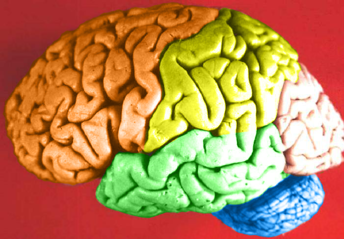 cerebro colores